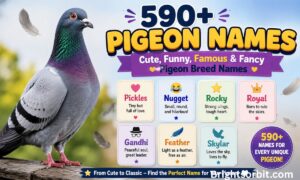 590+ Pigeon Names: Cute, Funny, Famous & Fancy Pigeon Breed Names