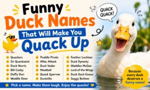Funny Duck Names That Will Make You Quack Up
